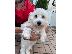 PoulaTo: bichon προς πώληση